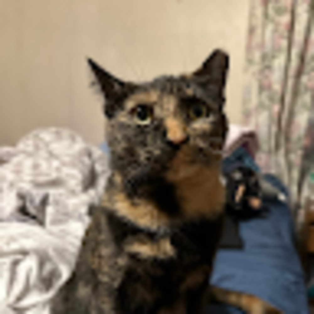 Meet your Posher, Jazzy
